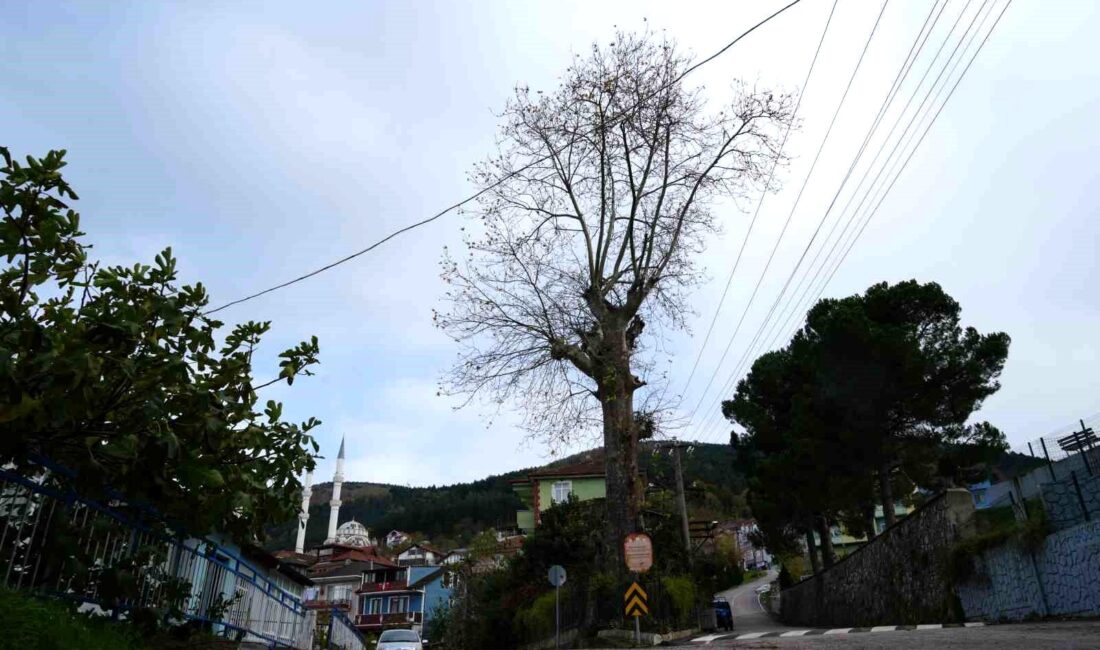 Kocaeli’nin Başiskele ilçesinde bulunan