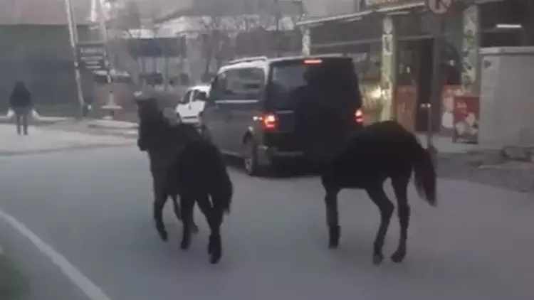 Bursa’da başıboş atlar trafiğe çıktı