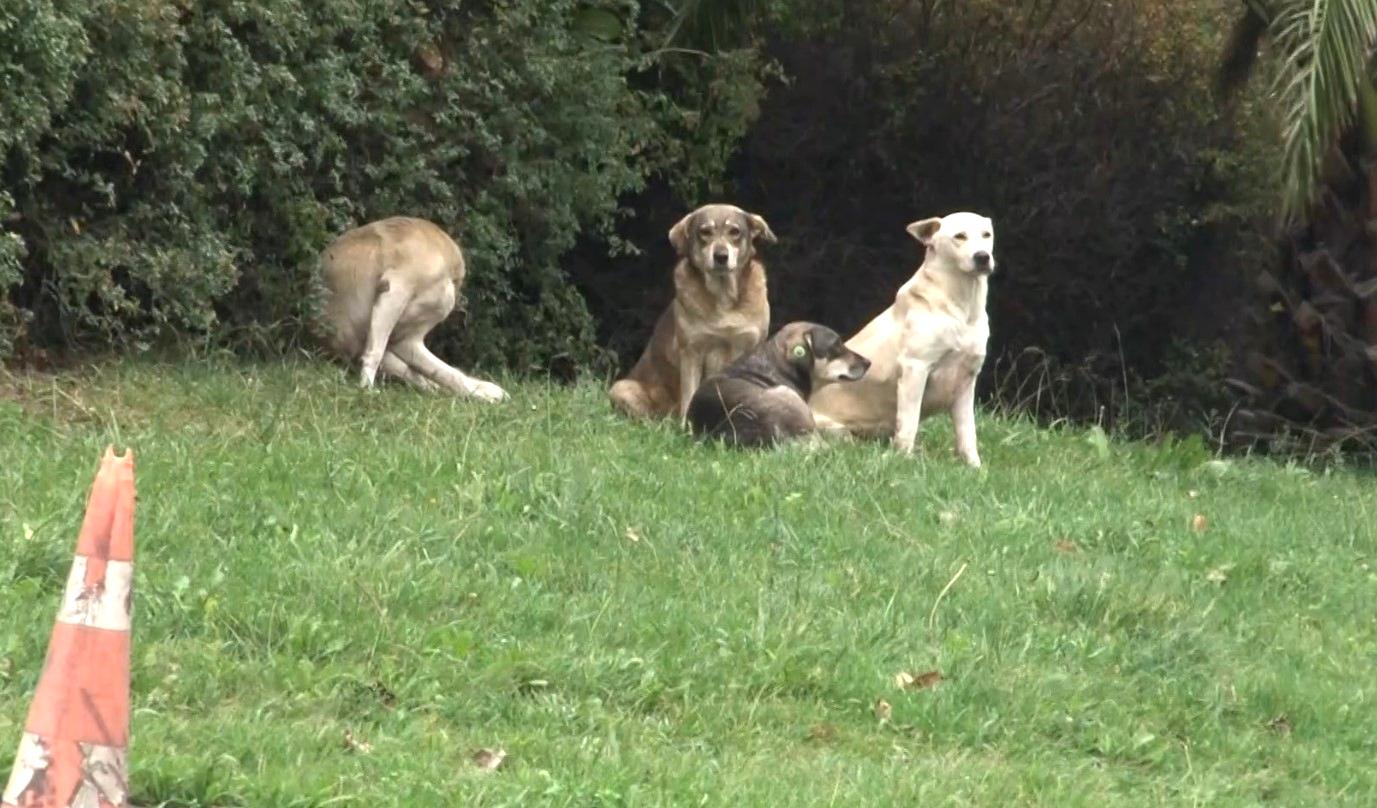 Bağcılar’da başıboş gezen köpekler 1 kişiyi ısırdı, 3 kişi ise son anda kurtuldu