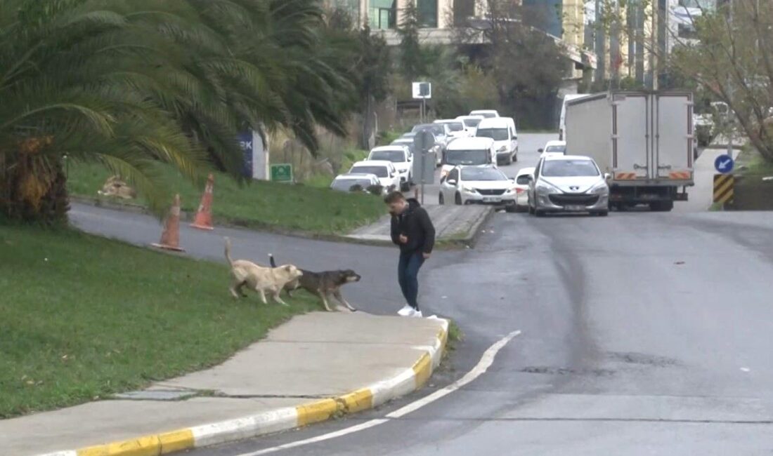 Bağcılar’da başıboş gezen sokak