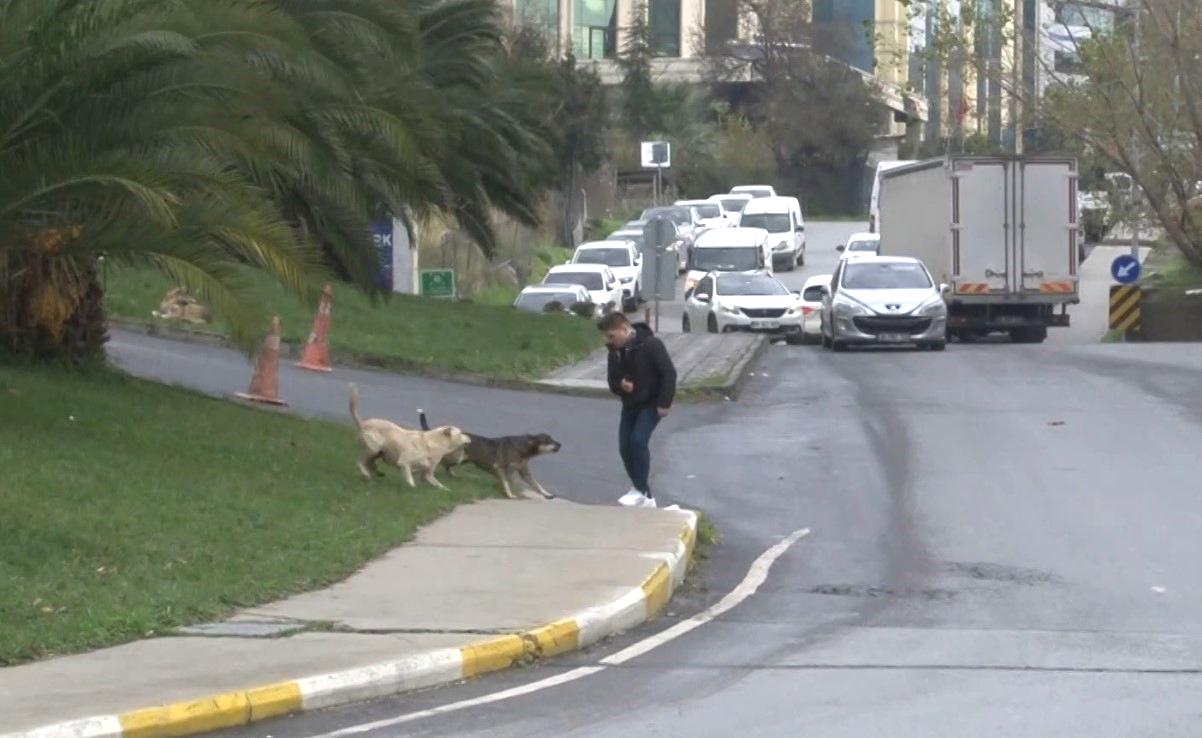 Bağcılar’da başıboş gezen köpekler 1 kişiyi ısırdı, 3 kişi ise son anda kurtuldu