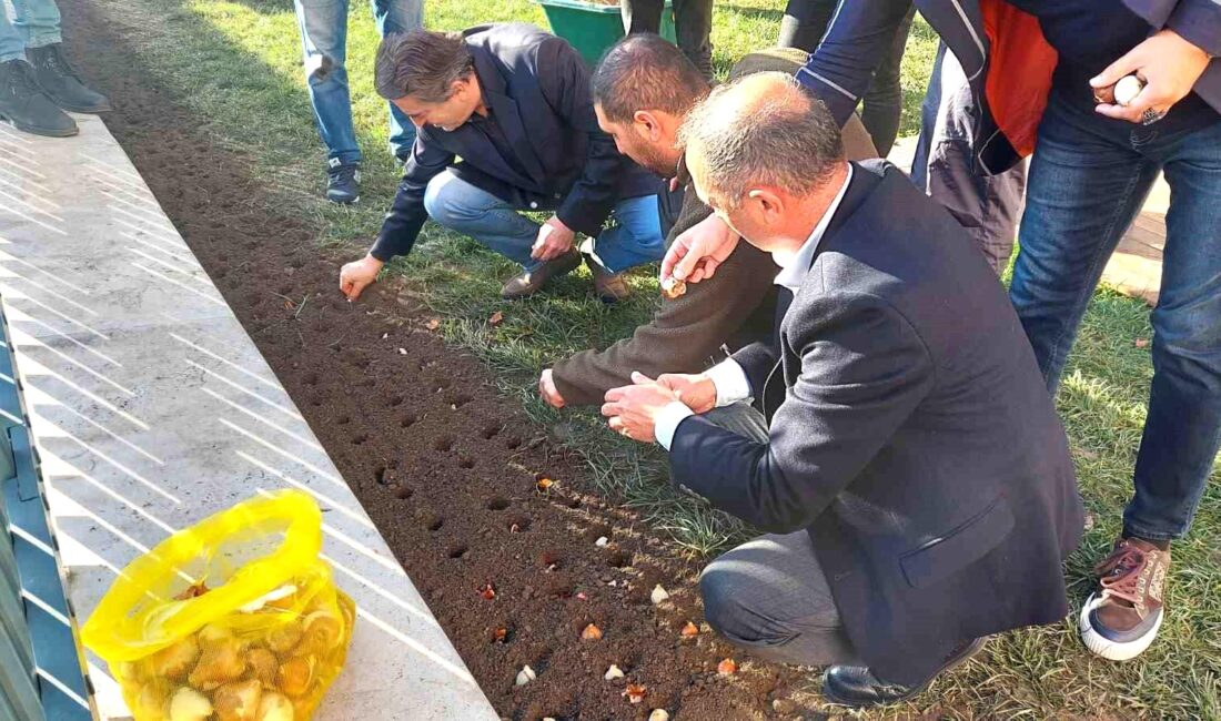 Beyoğlu’nda lale soğanları Terra