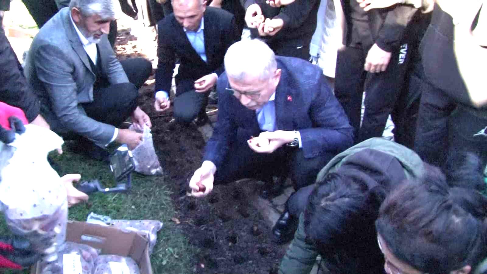 Baharı müjdeleyecek olan laleler, Üsküdar’da toprağa dikildi