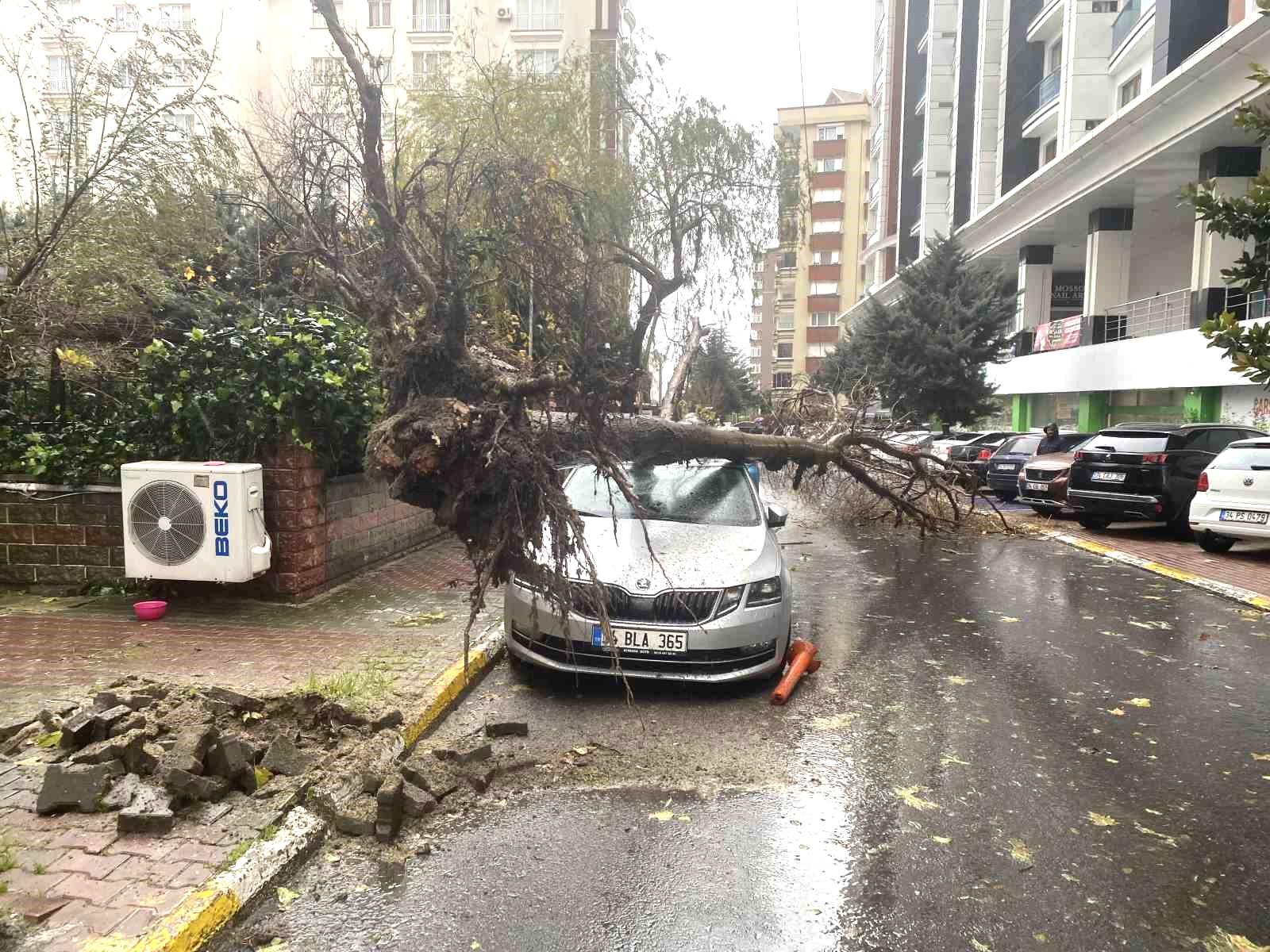 Beylikdüzü’nde şiddetli rüzgar nedeniyle ağaç, bir kadının üzerine devrildi