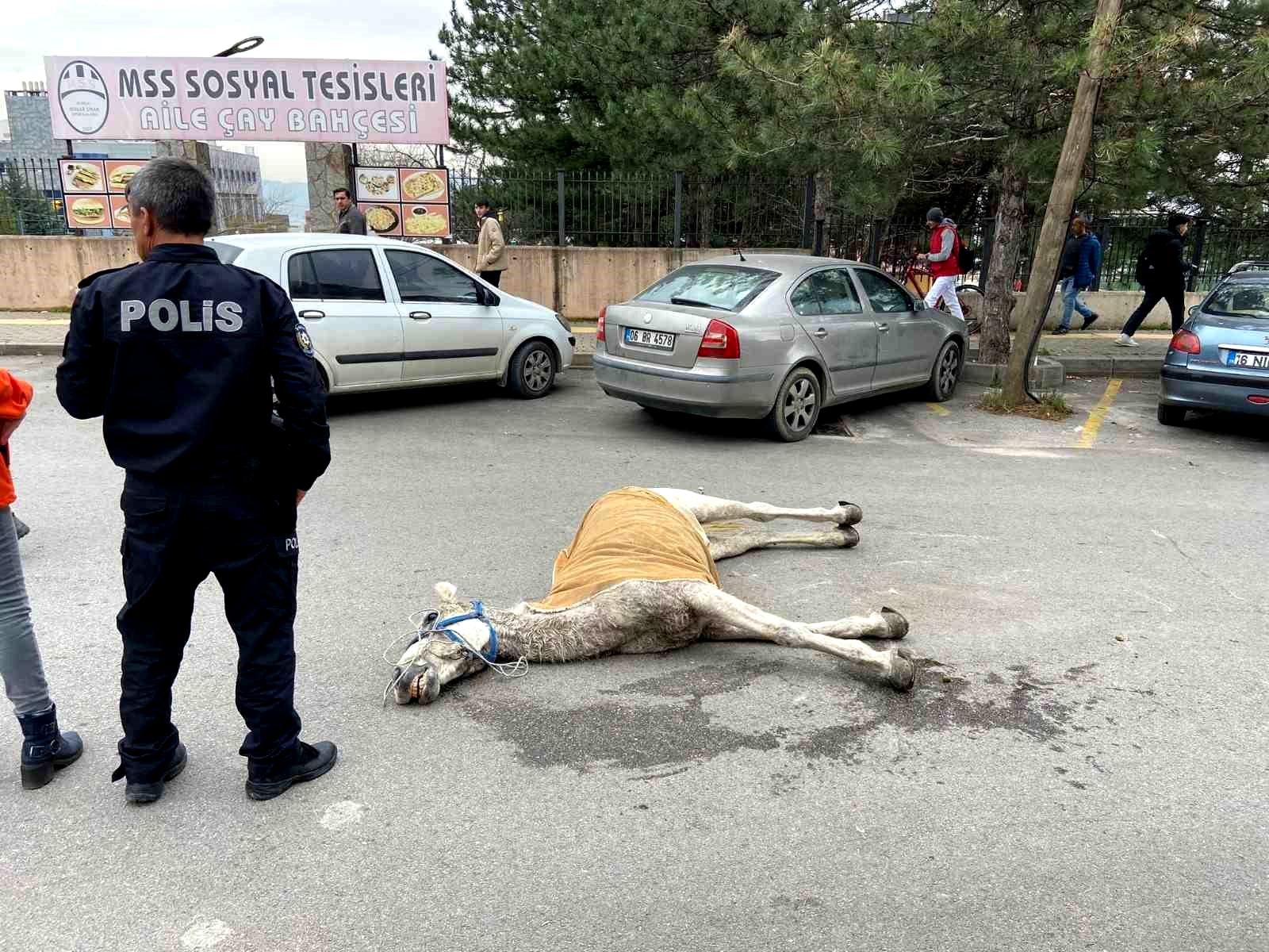 Bursa’da başıboş at sokak ortasında yere yığıldı