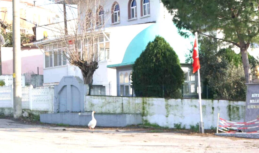 Balıkesir’in Manyas ilçesinde bir