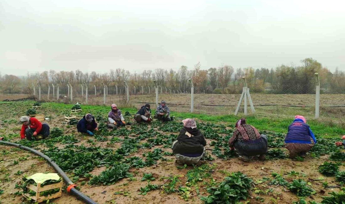 Bilecik’te çoğu kadınlardan oluşan