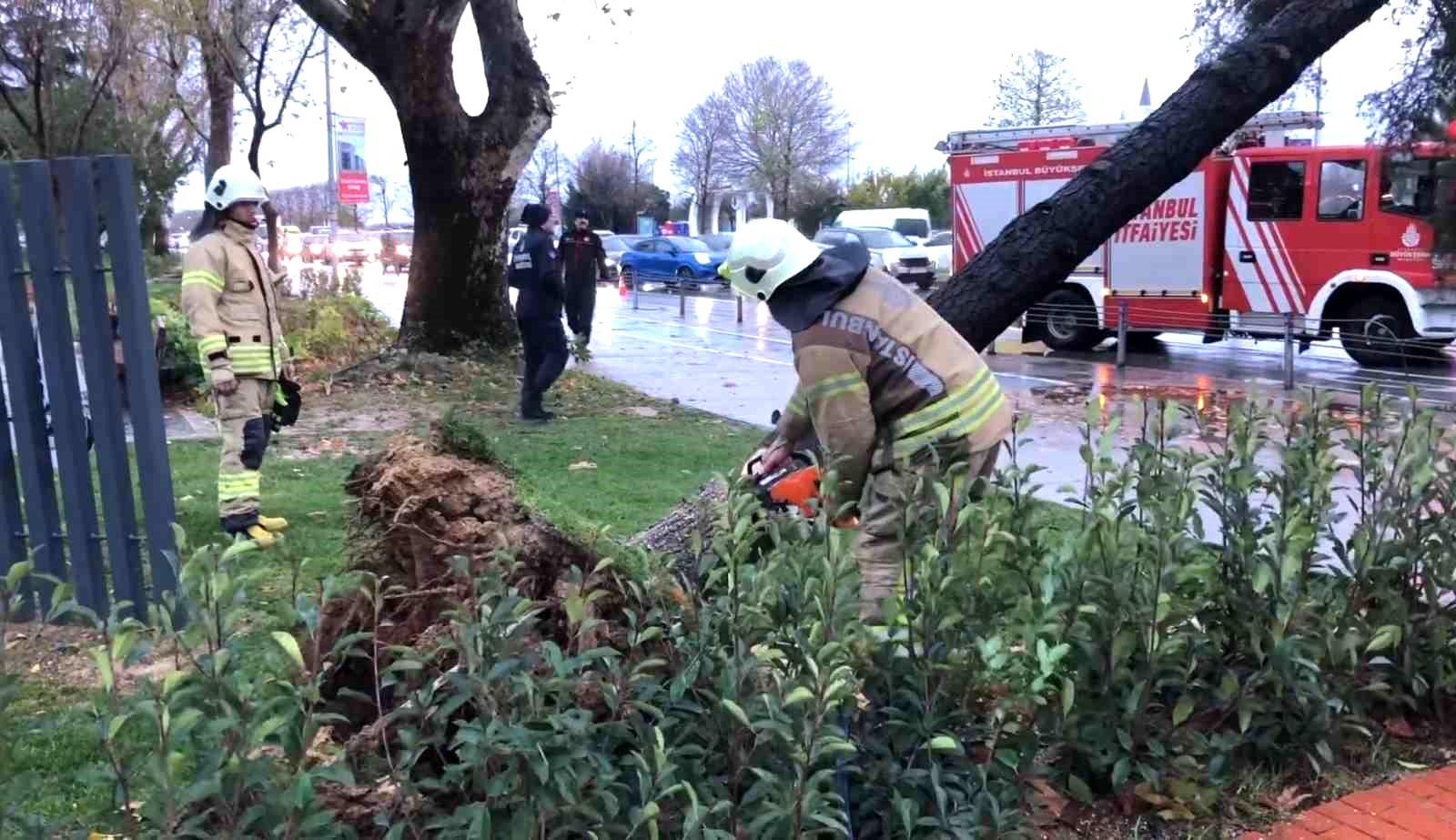 Maltepe’de devrilen ağaç itfaiye ekipleri tarafından kaldırıldı