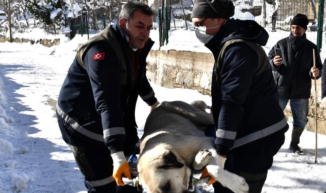 Osmangazi Belediyesi, son periyotta