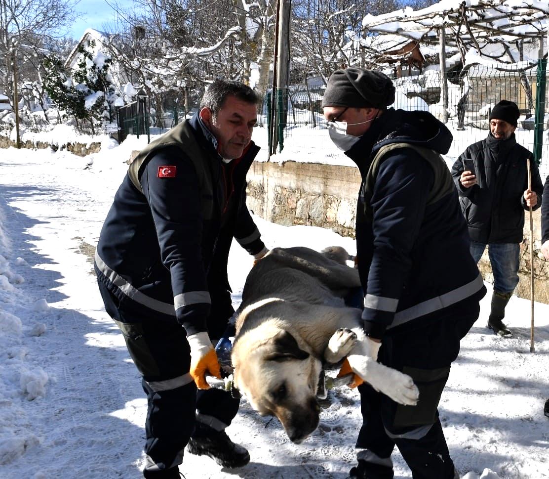 Osmangazi’de başıboş köpekler mercek altında