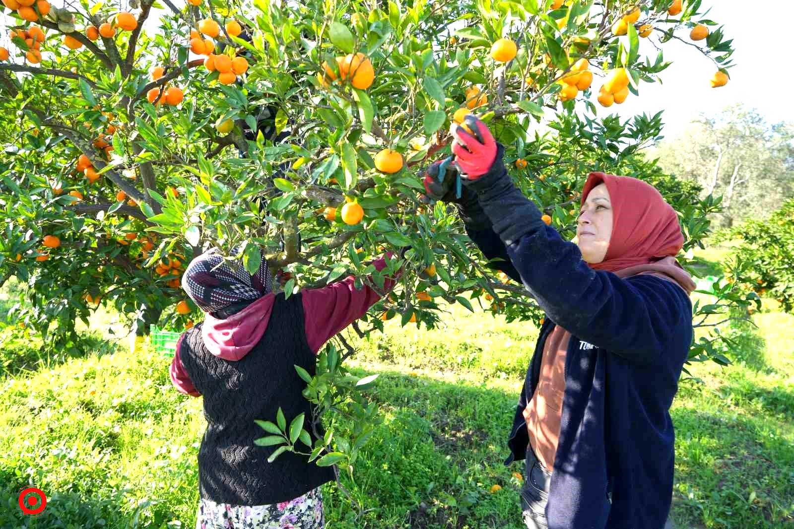 (Özel) Coğrafi işaretli Havran Mandalinası hasat ediliyor