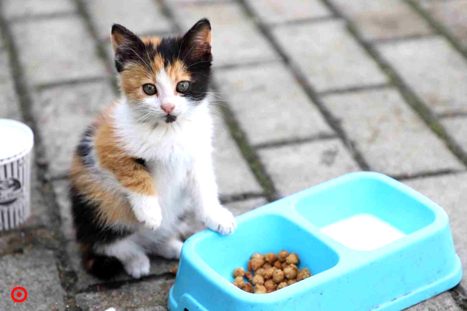 Yemek artıkları ile sokak hayvanlarına özel mama ürettiler