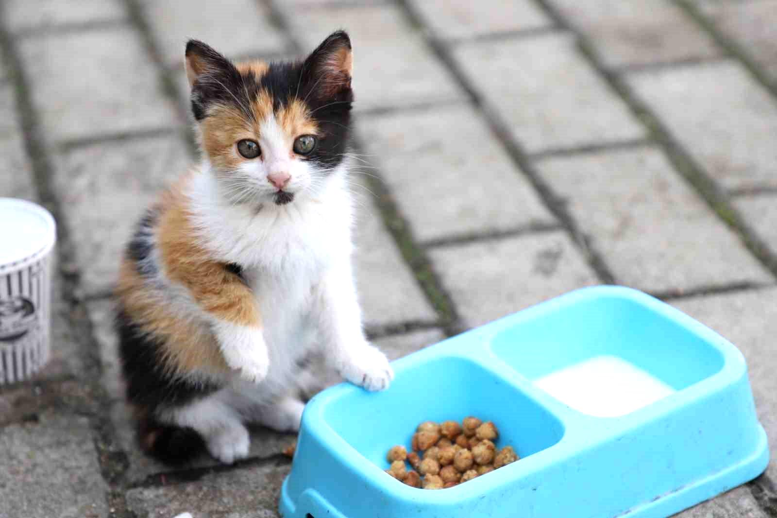 Yemek artıkları ile sokak hayvanlarına özel mama ürettiler