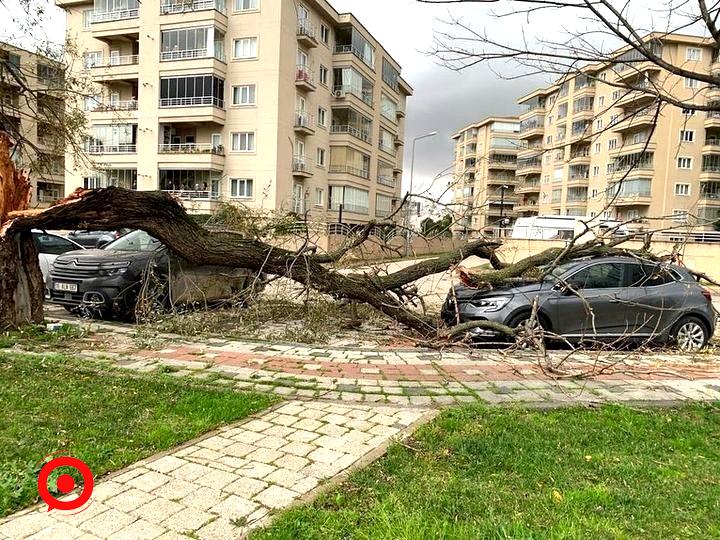 Bursa’da lodos hayatı felç etti: Ağaçları devirdi, çöp konteynerlerini sürükledi