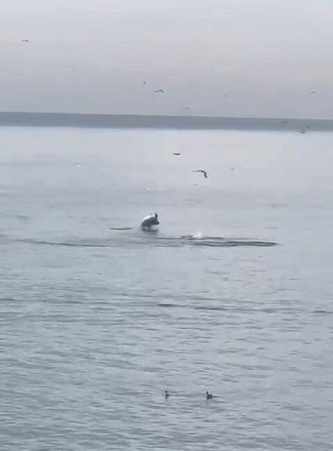 Bursa’nın Mudanya ilçesinde yunus