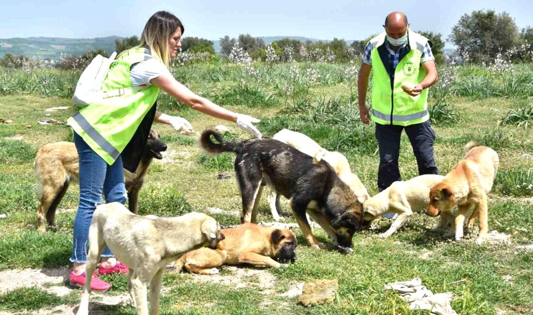 Bursa’nın 17 ilçesinde sahipsiz