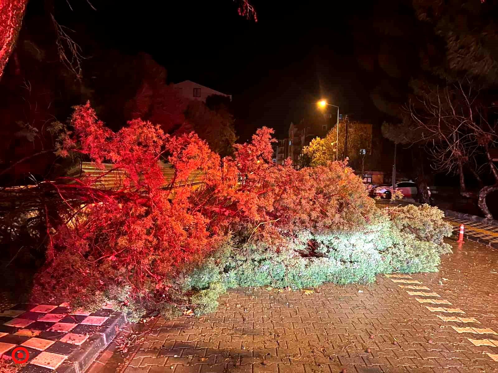 Ezine’de fırtına nedeniyle ağaç devrildi, kapanan yol belediye ekiplerince açıldı