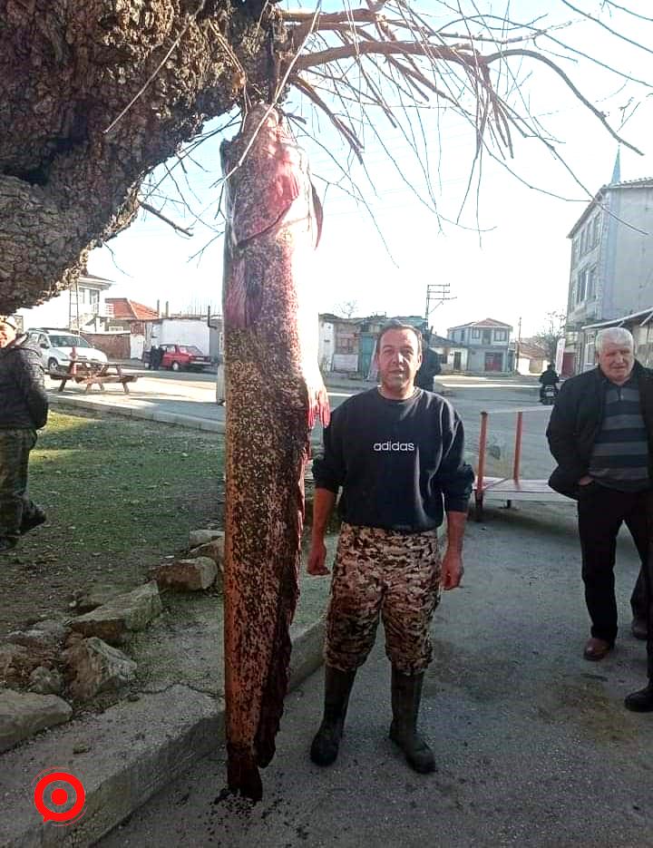 İnsan boyundaki dev balık ağa takıldı