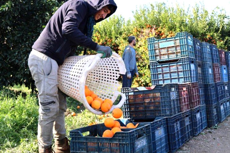 Adana’da budama işçilerinin günlük