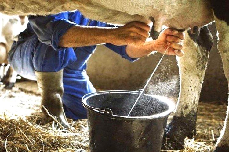Kasım’da inek sütü miktarı arttı