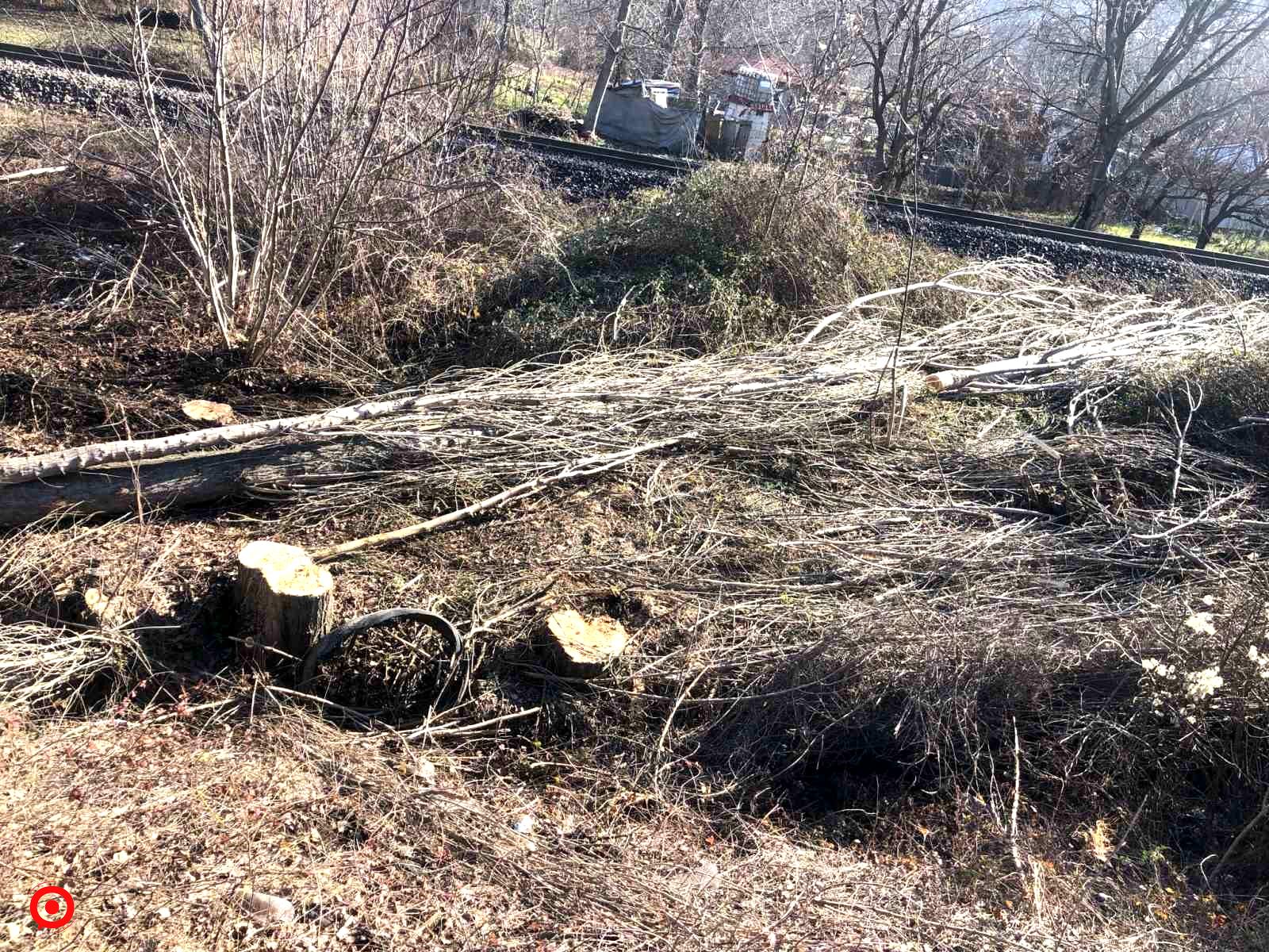 Kestiği ağaç üzerine devrilen adam hayatını kaybetti