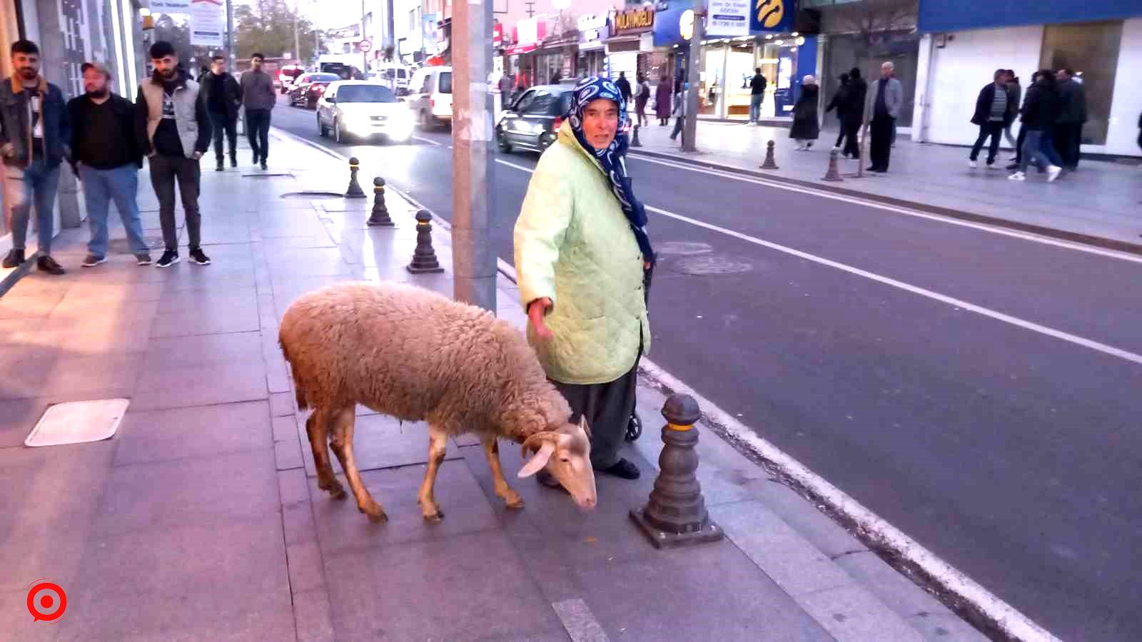 Kızı gibi baktığı koyunu peşinden ayrılmıyor