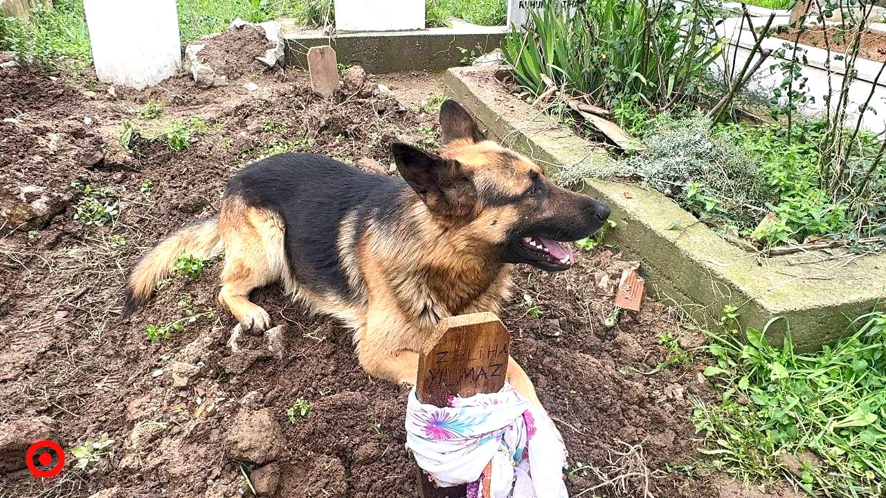 (Özel) Evladı gibi baktığı köpeği 52 gündür mezarından ayrılmıyor