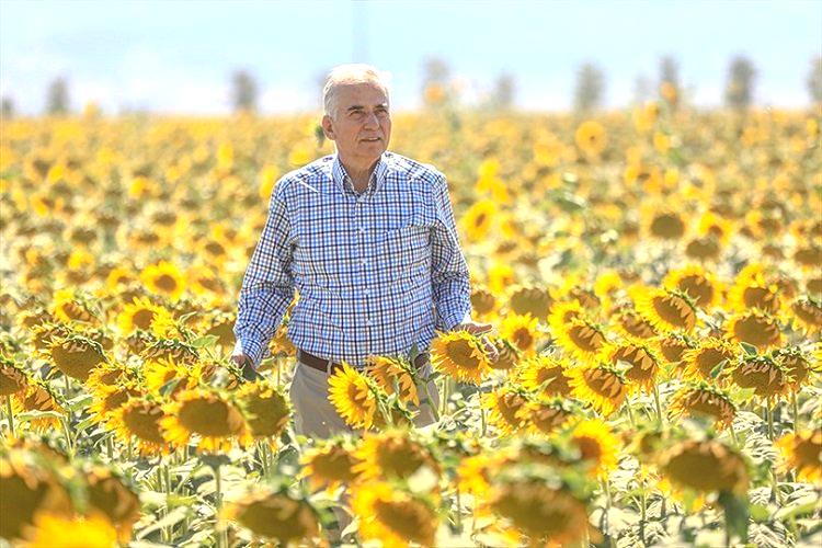 Tohumdan tarımsal sulamaya, zeytinyağı