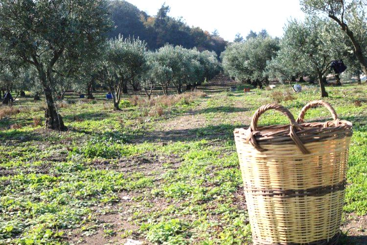 Marmarabirlik, zeytin alım kampanyasında