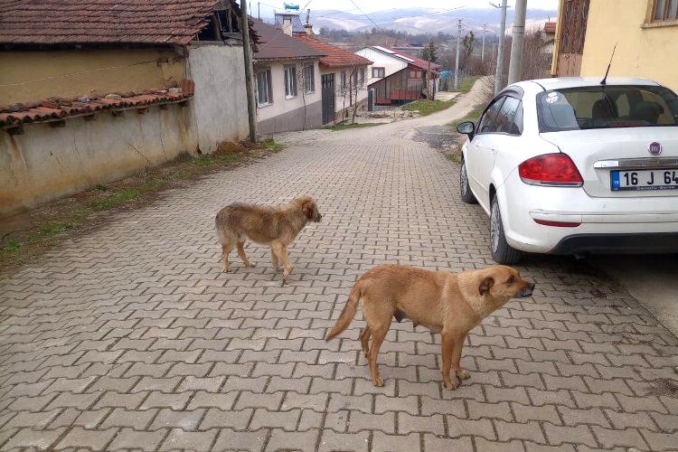 Bilecik’te evcil hayvan sahipleri uyarıldı