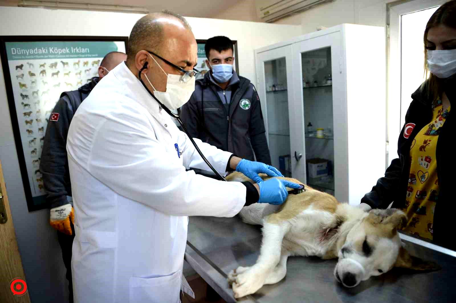 Boynunu jiletli telin kestiği köpek sağlığına kavuştu