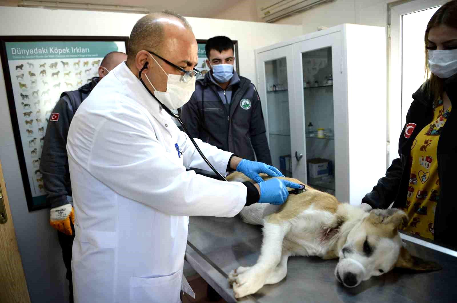 Boynunu jiletli telin kestiği köpek sağlığına kavuştu