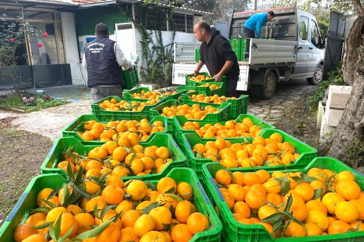 Bodrum mandalini üreticisinden 34