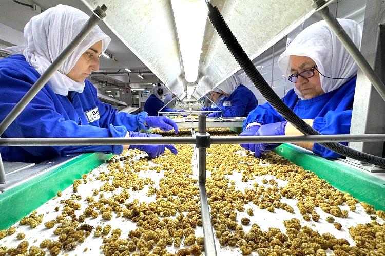 Türkiye organik ürün ihracatında 1 milyar dolar sınırını aştı