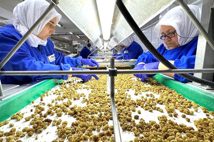 Türk organik sektörü ihracatta