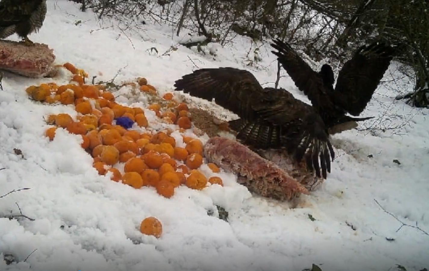 Yalova’da kızıl şahinlerin yem savaşı fotokapanda