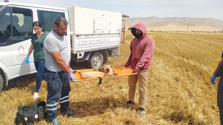 Biçerdöverin altında kalan köpek hayatını kaybetti