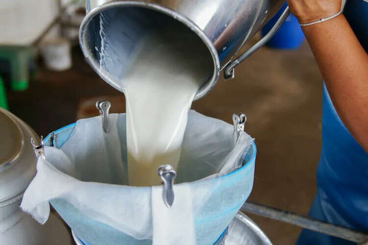 Çiğ süt üretimi 2023