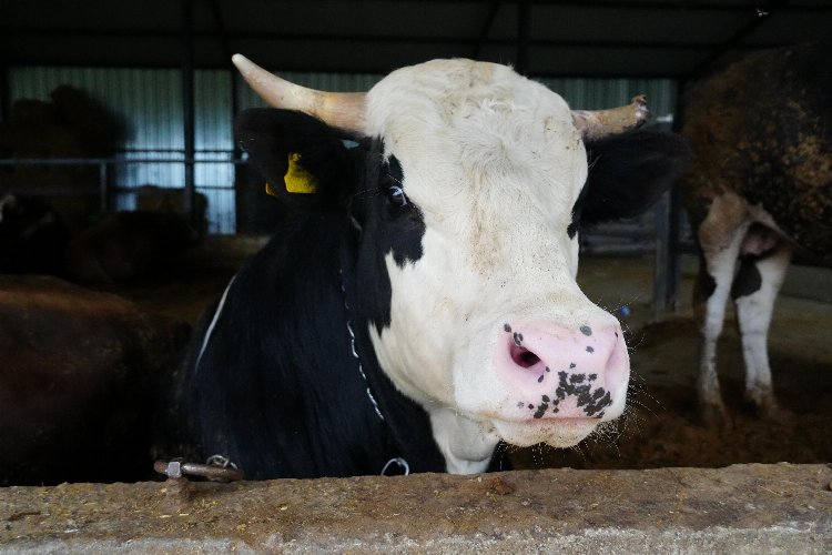 Düzce'de kurban satışı ve kesim yerlerine sıkı kontrol 