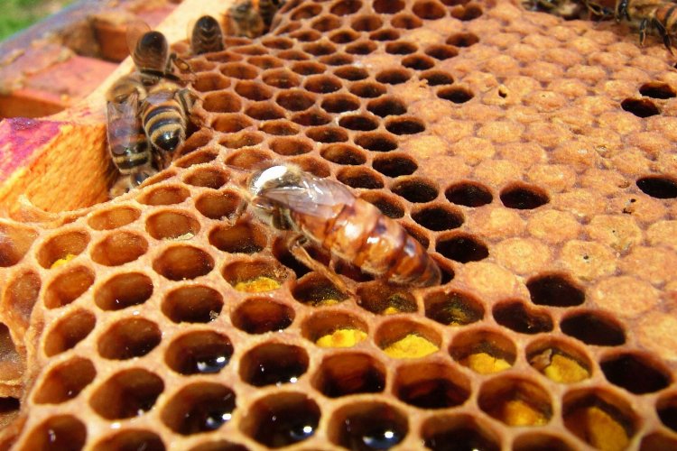 Bal arılarının azalmasında doğal