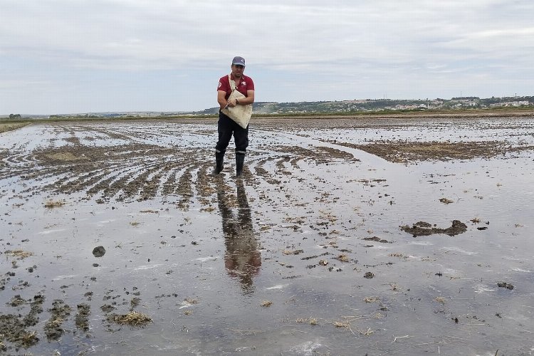 İpsala’da çeltik ekimi tamamlanıyor… Pirinç ihtiyacının yüzde 41’ini karşılayacak