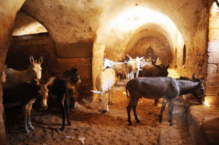 Mardin'in simgesi 'Çöp Eşeklerin' görevleri sona eriyor