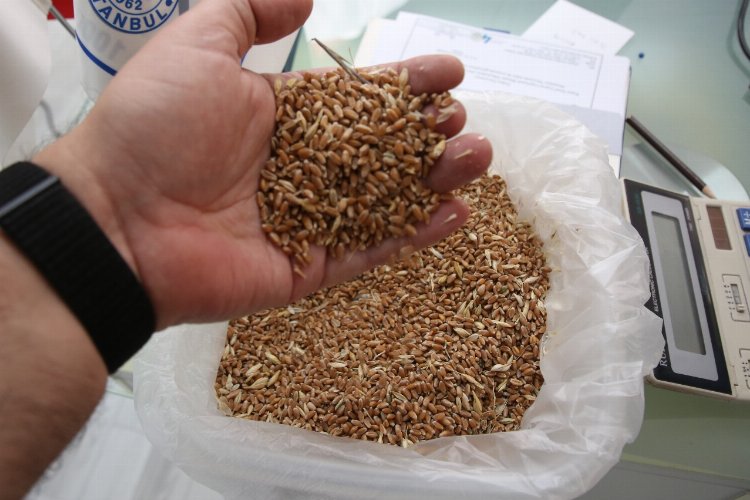 Keşan’da yılın İlk buğday ve arpası borsaya getirildi
