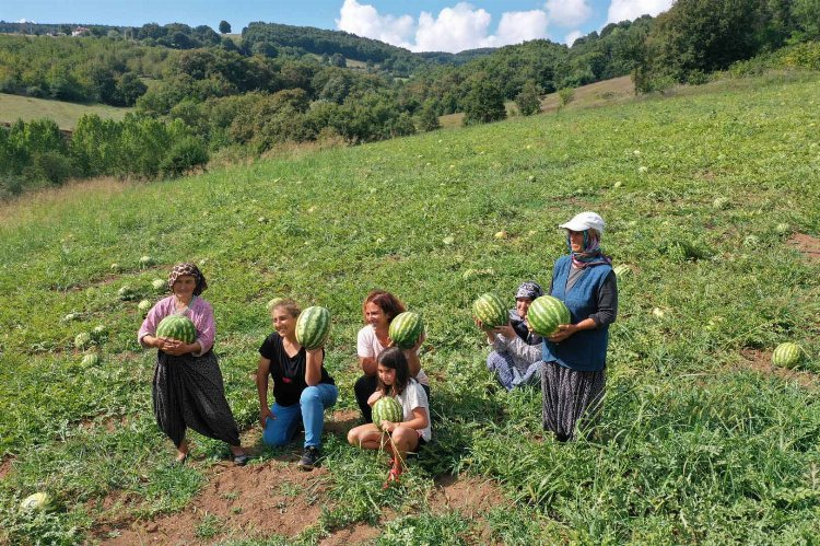 Kocaeli'de atıl arazilerde karpuz yetişecek... Karpuz tohumları toprakla buluştu