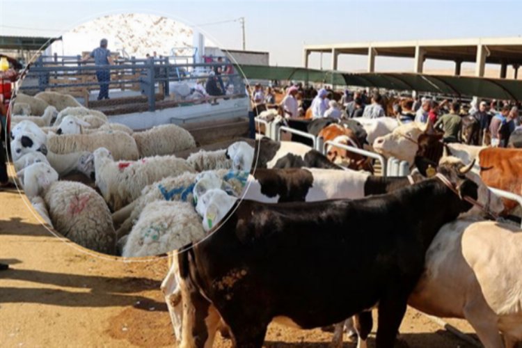 Kurbanlık hayvanlarını satmak için