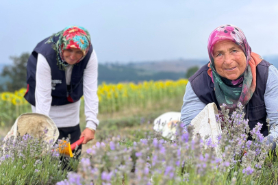 Kocaeli’de mor tarlalarda lavanta hasadı başladı