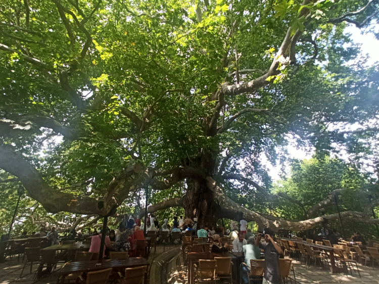 Tarihi İnkaya Çınarı turistler tarafından yoğun ilgi görüyor