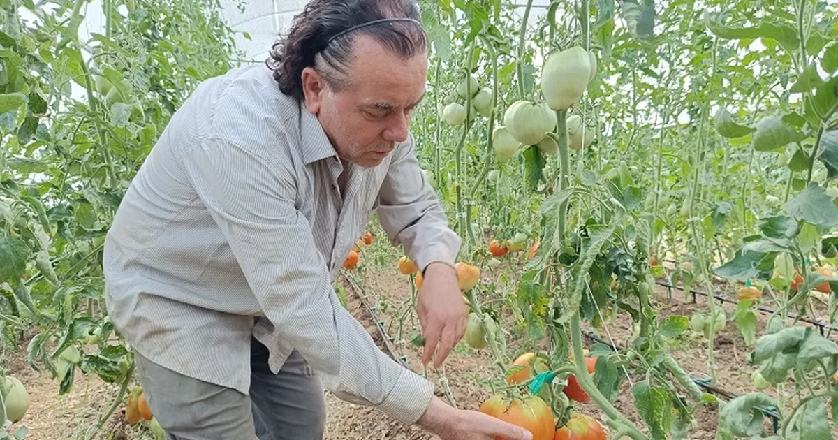 Hobi amaçlı kurduğu serada kavun boyunda domates üretiyor