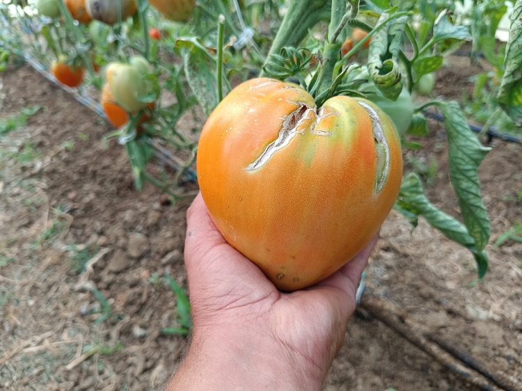 Hobi amaçlı kurduğu serada kavun boyunda domates üretiyor