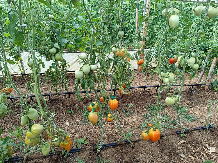 Hobi amaçlı kurduğu serada kavun boyunda domates üretiyor